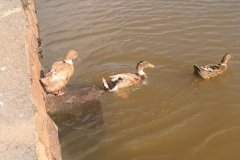 Kuttanadan ducks