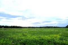 Abandoned paddy field