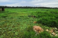 Abandoned paddy field