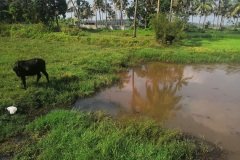 paddy_field_puthenvelikara10