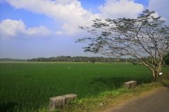 paddy_field_puthenvelikara2