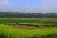 paddy_field_puthenvelikara3