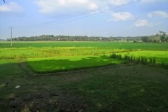 paddy_field_puthenvelikara4