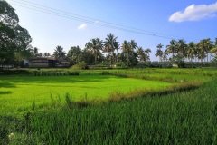 paddy_field_puthenvelikara5