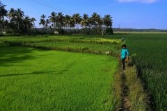 paddy_field_puthenvelikara6