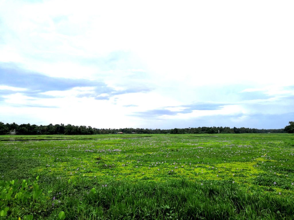 Abandoned paddy field