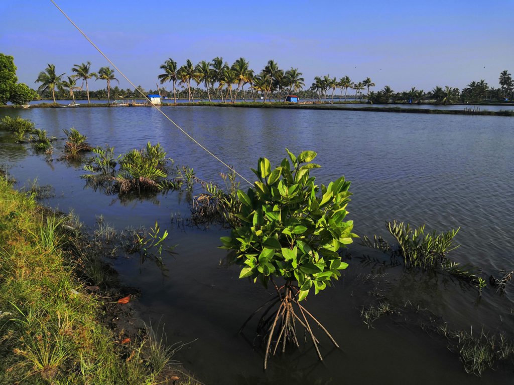 Fish Farm at Ezhikkara