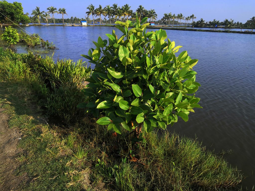 Fish Farm at Ezhikkara