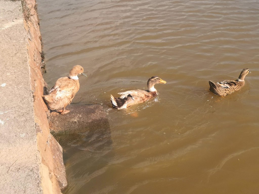 Kuttanadan ducks