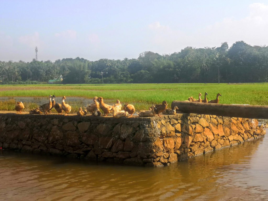 Kuttanadan ducks