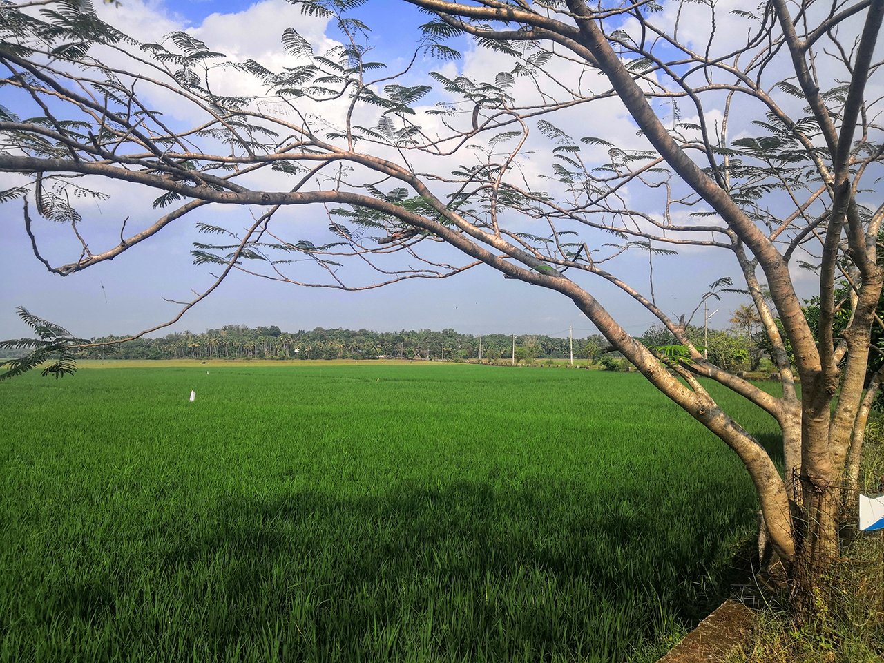 Paddy field at Puthenvalikkara