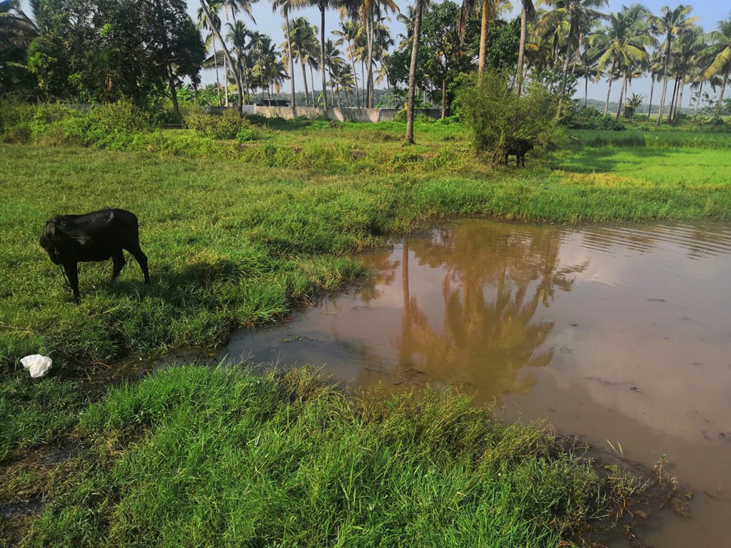 Paddy field at Puthenvelikara