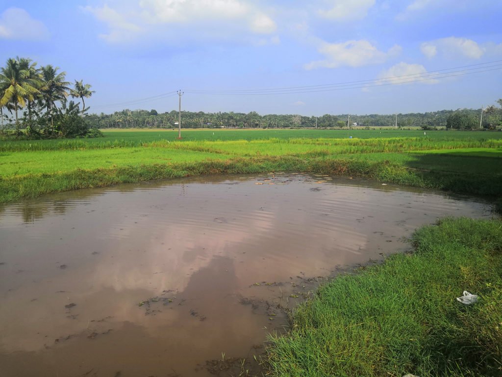 Paddy field at Puthenvelikara