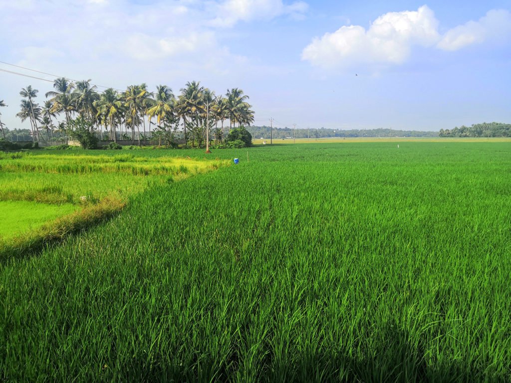 Paddy field at Puthenvelikara