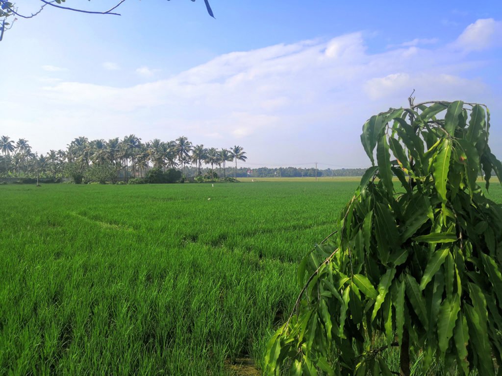 Paddy field at Puthenvelikara