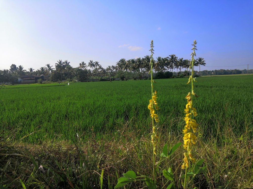 Paddy field at Puthenvelikara