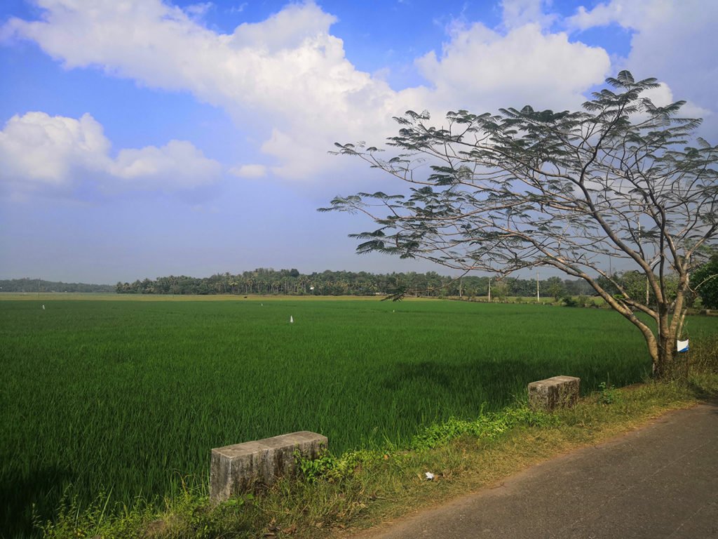 Paddy field at Puthenvelikara