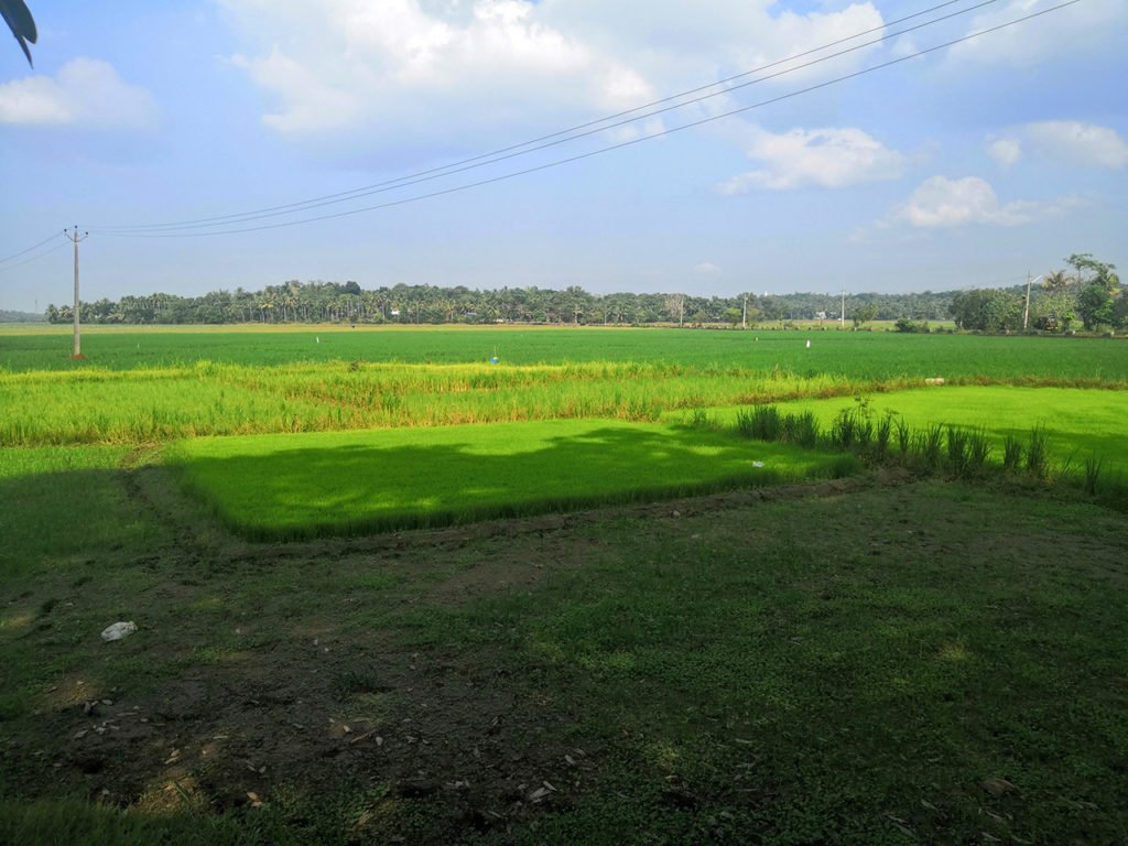 Paddy field at Puthenvelikara