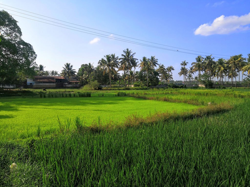 Paddy field at Puthenvelikara