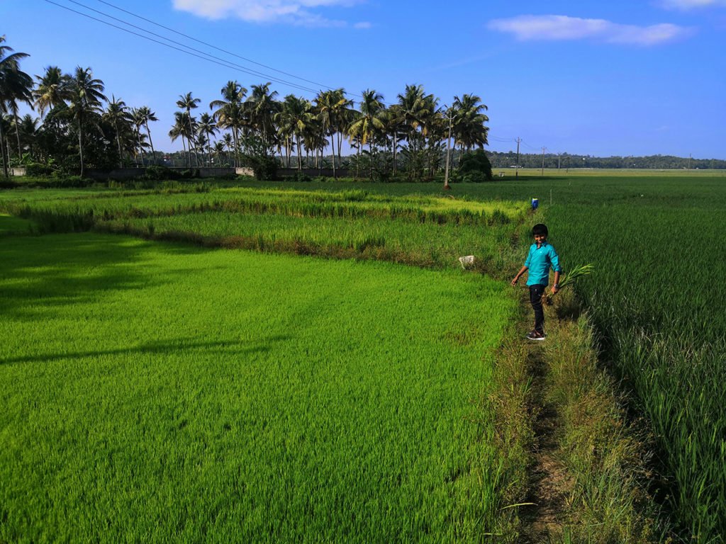 Paddy field at Puthenvelikara