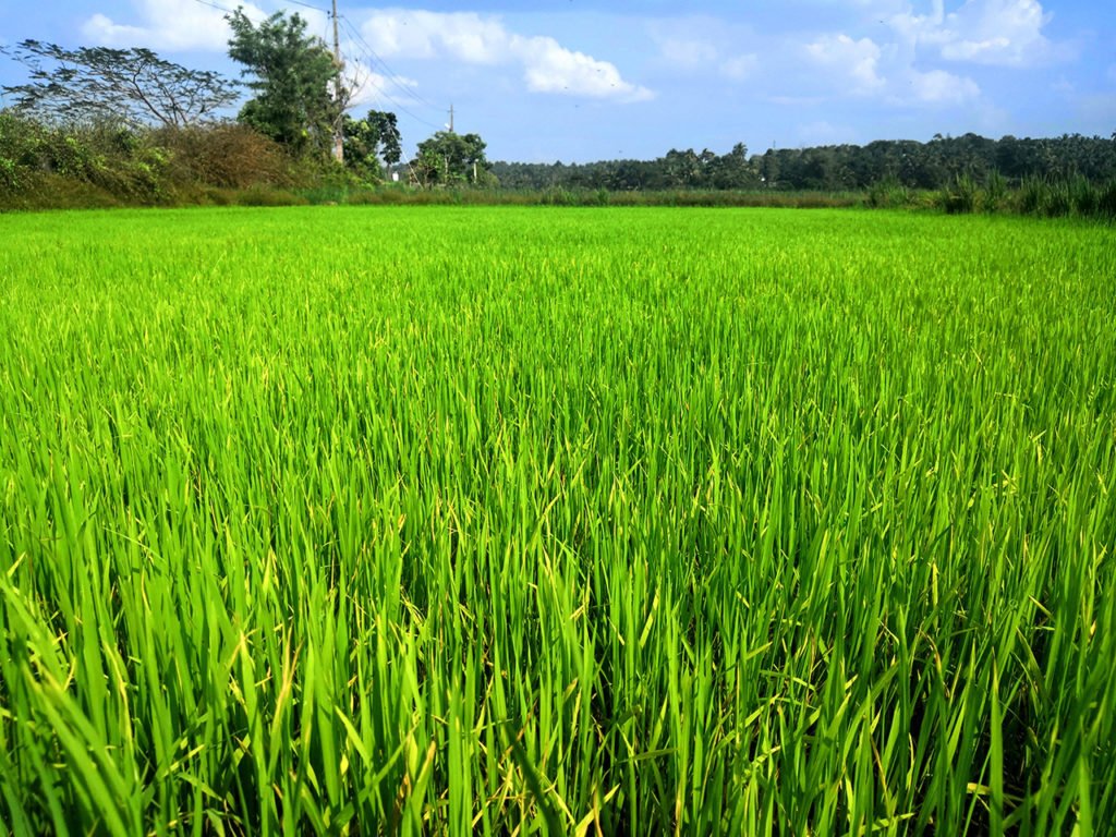 Paddy field at Puthenvelikara