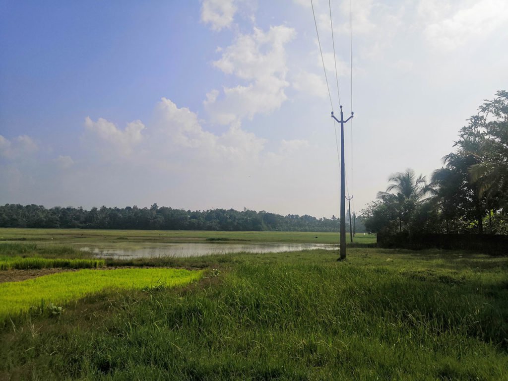 Paddy field at Puthenvelikara